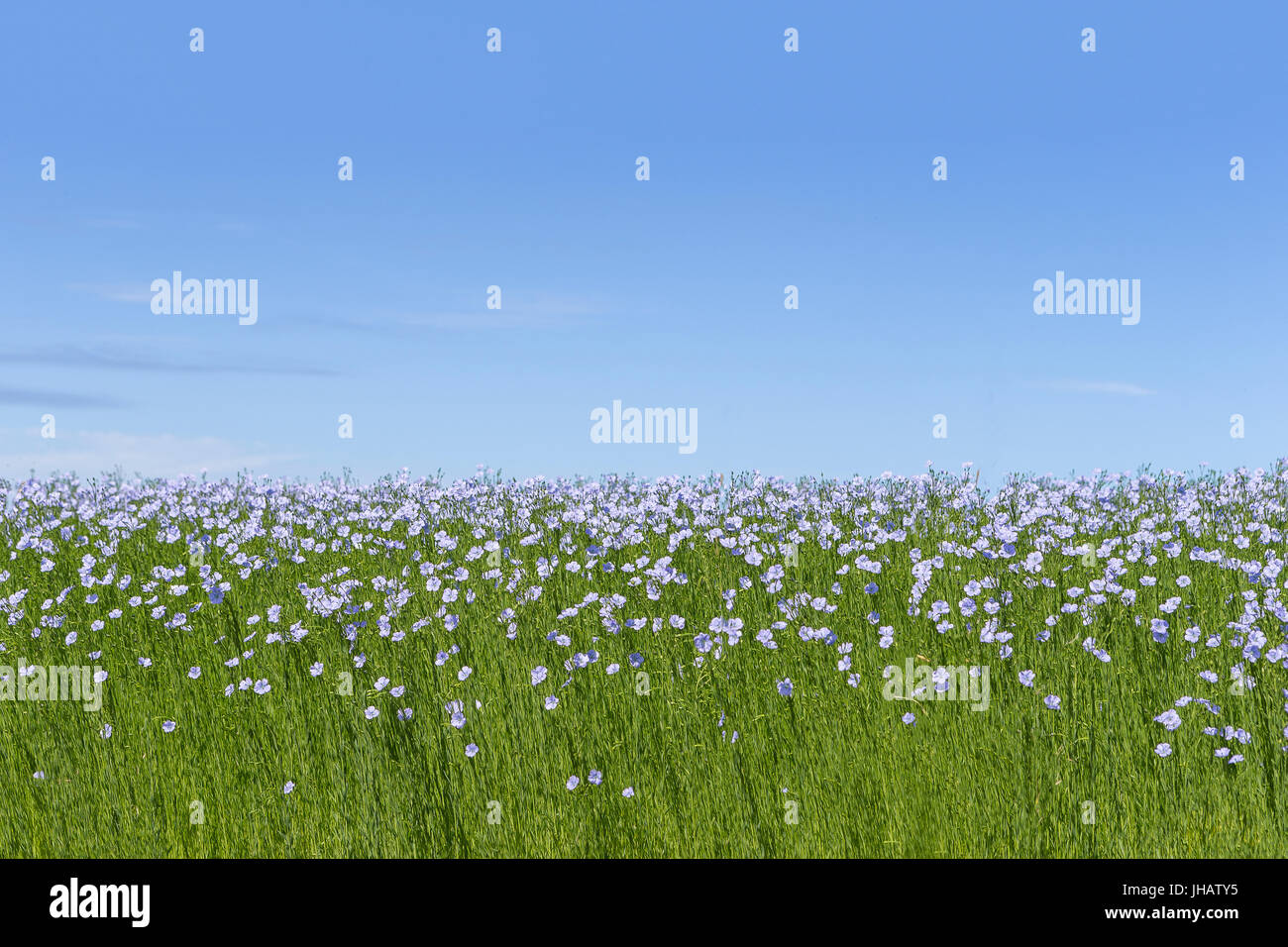 Flax blooms. Green flax field on blue sky,. Agriculture, the