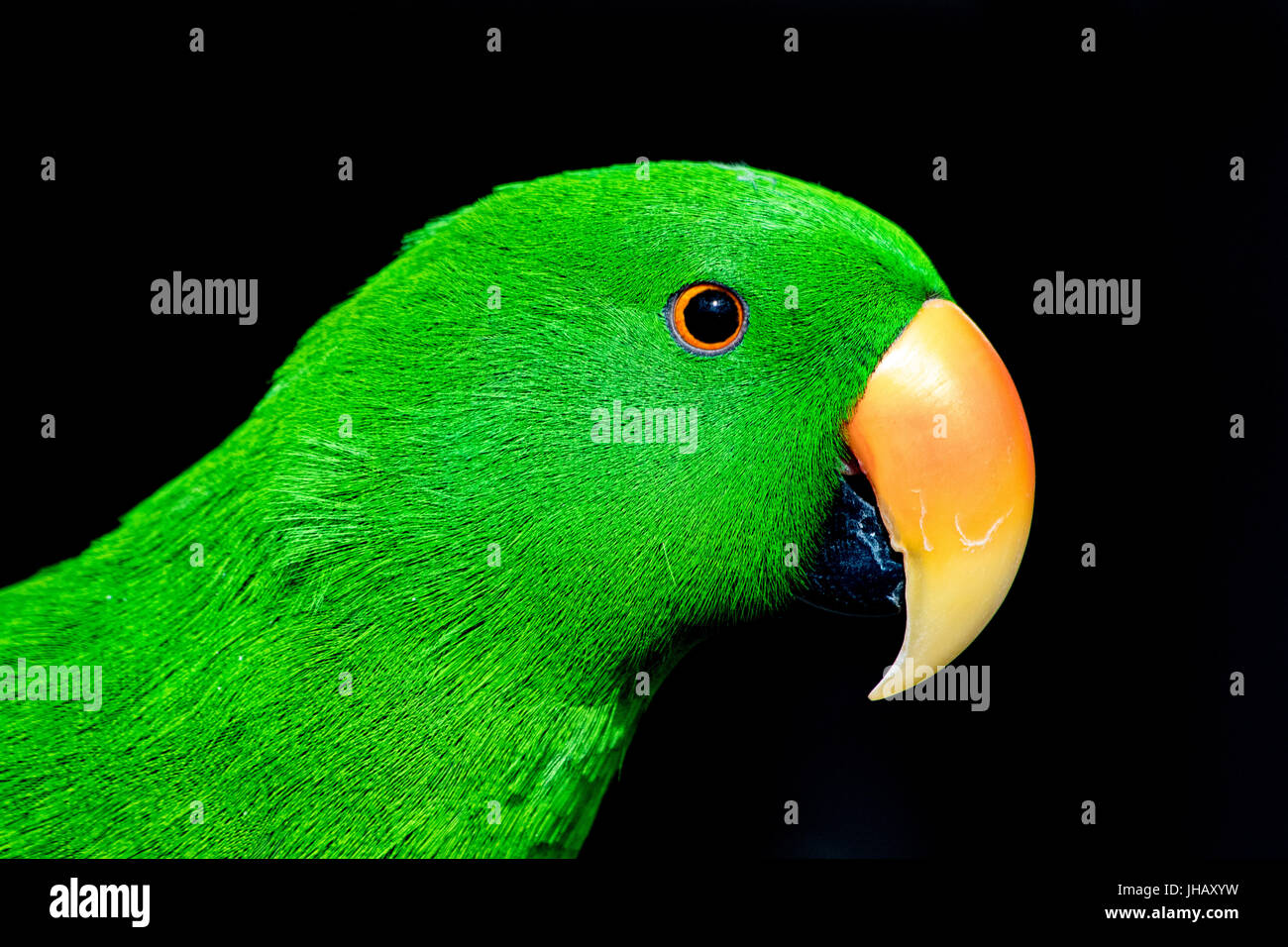 Green ecletus parrot (male) Stock Photo