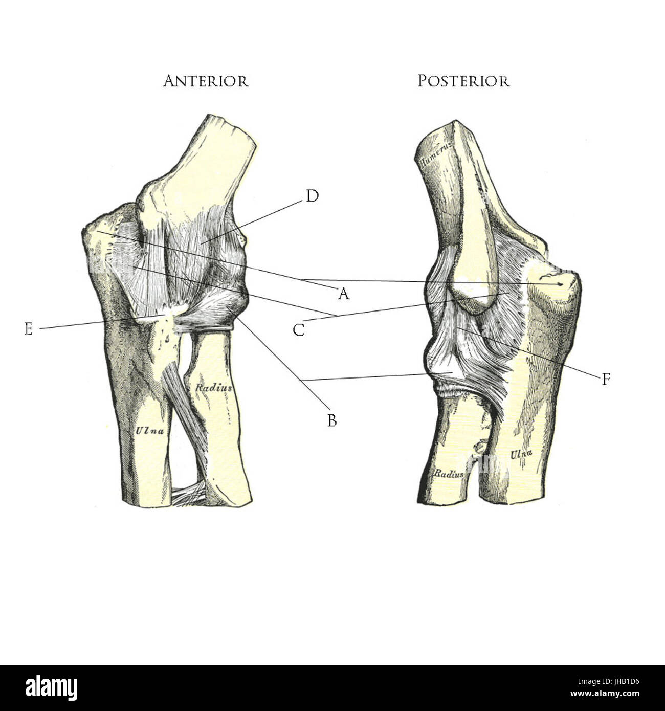 Ligaments of the elbow Stock Photo Alamy