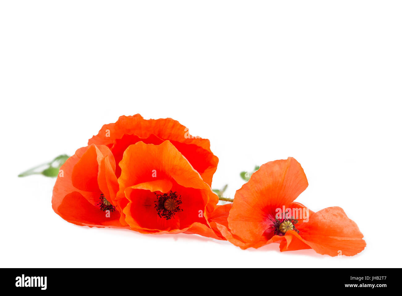 Red poppies lying on the white table background Stock Photo