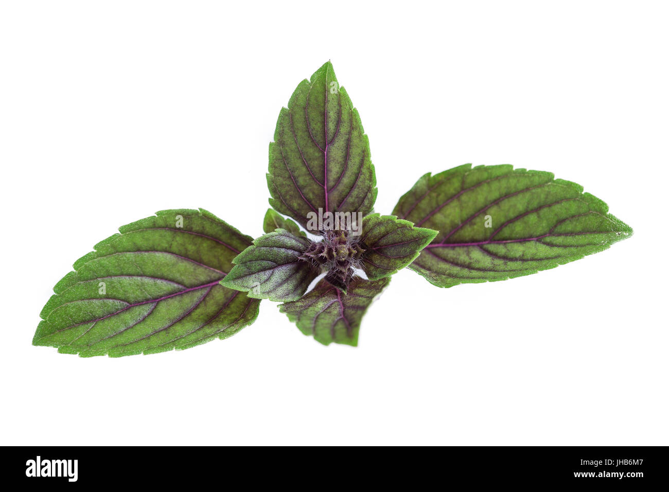 f fresh red basil herb leaves isolated on white background. Purple Dark Opal Basil Stock Photo