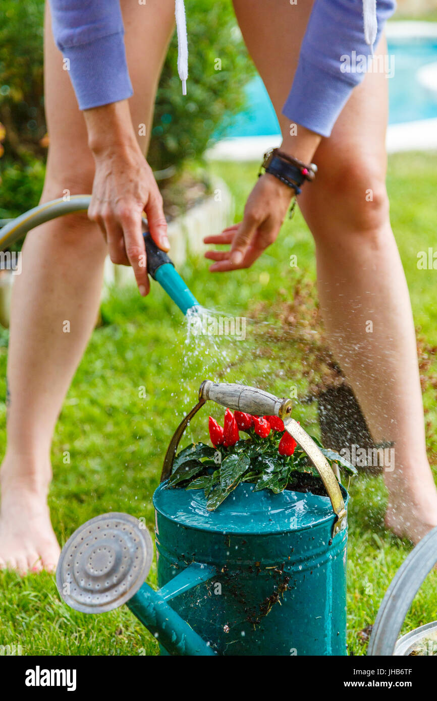 Gardening works. Woman irrigating a plant in a watering can Stock Photo