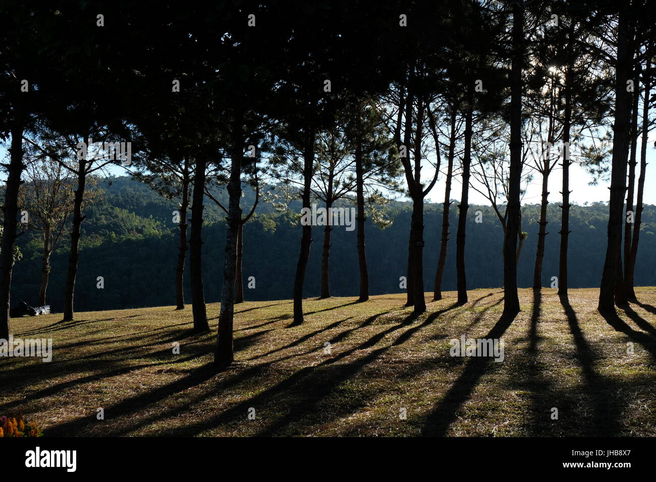 Morning light and pine trees Stock Photo
