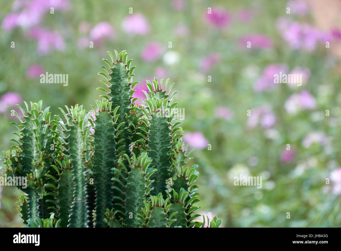 Cactus with blurred flowers in the nature in Dalat, Vietnam. Stock Photo