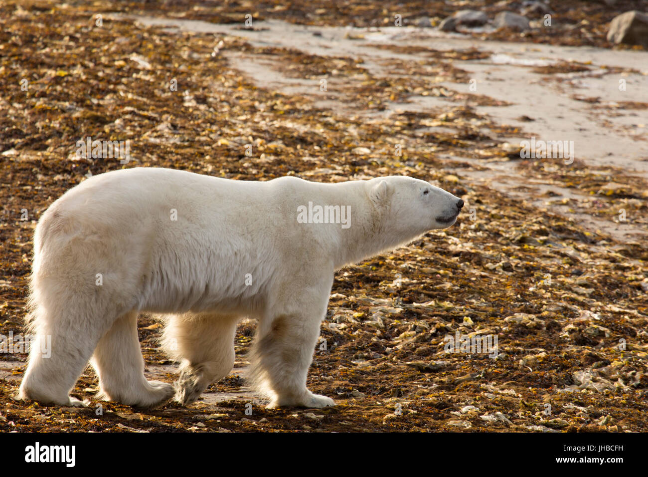 Polar bear (Ursus maritimus) on a beach in Manitoba, Canada. Polar bears are carniverous and live in the northern hemisphere. Stock Photo