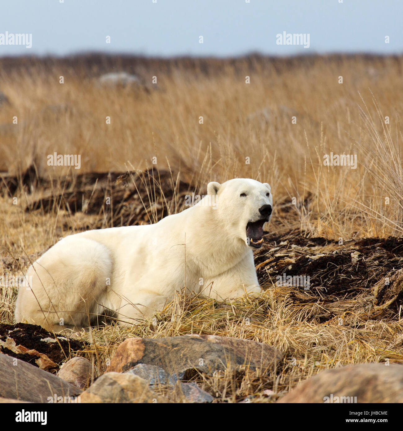 Yawning Polar bear (Ursus maritimus) in Manitoba, Canada. Polar bears are carniverous and live in the northern hemisphere. Stock Photo