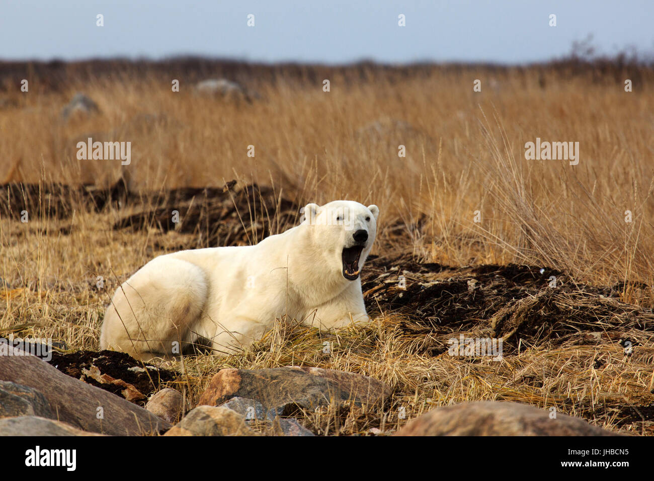 Yawning Polar bear (Ursus maritimus) in Manitoba, Canada. Polar bears are carniverous and live in the northern hemisphere. Stock Photo