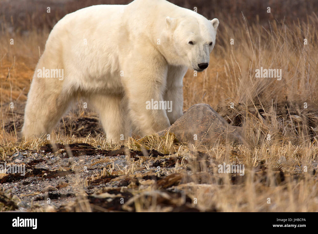 Polar bear (Ursus maritimus) walking in tundra near Seal River Heritage Lodge in Manitoba, Canada. Stock Photo