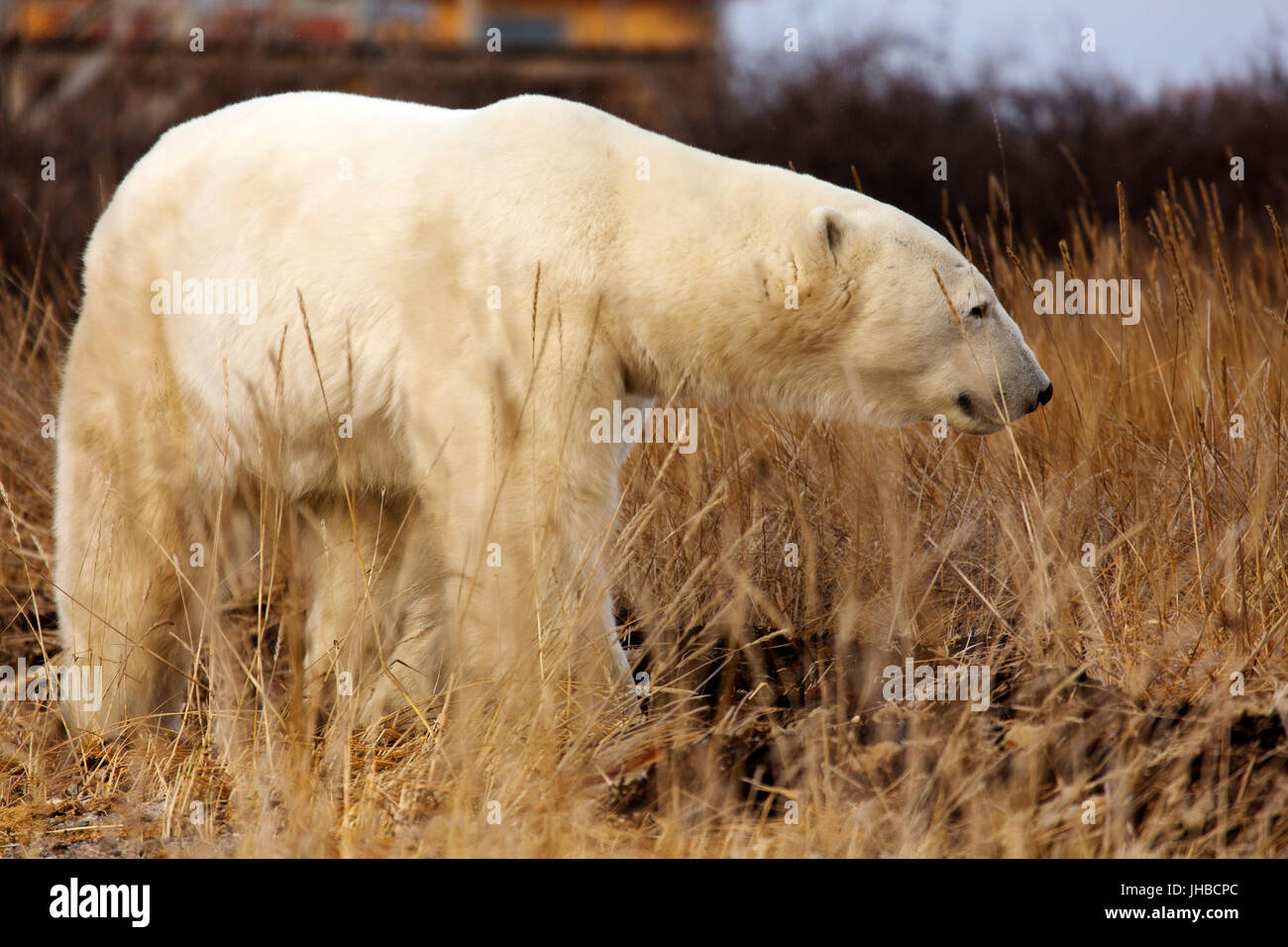 Polar bear (Ursus maritimus) walking in tundra near Seal River Heritage Lodge in Manitoba, Canada. Stock Photo