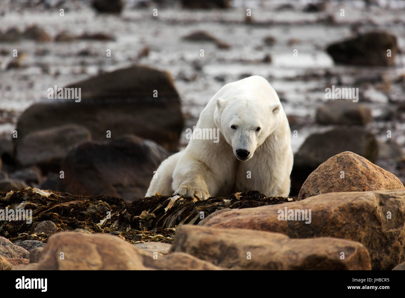 Polar bear (Ursus maritimus) on kelp near the shore of the Hudson Bay in Manitoba, Canada. Stock Photo