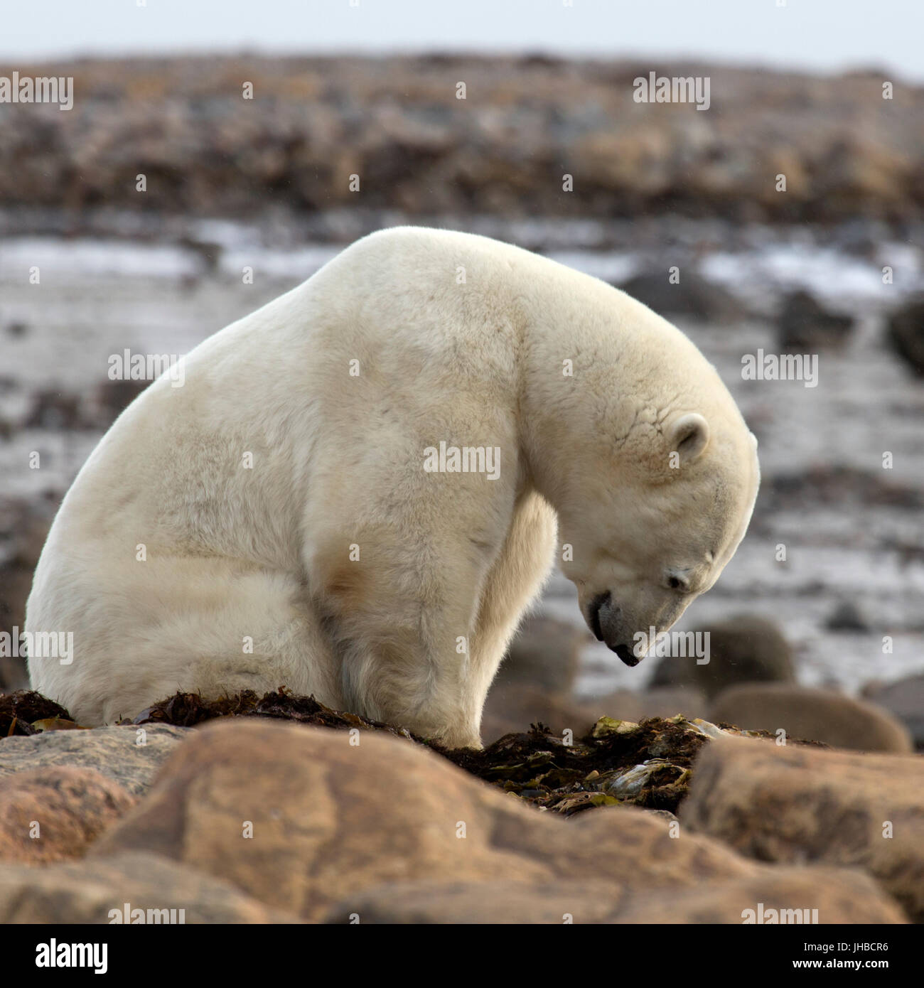 Polar bear (Ursus maritimus) on kelp near the shore of the Hudson Bay in Manitoba, Canada. Stock Photo