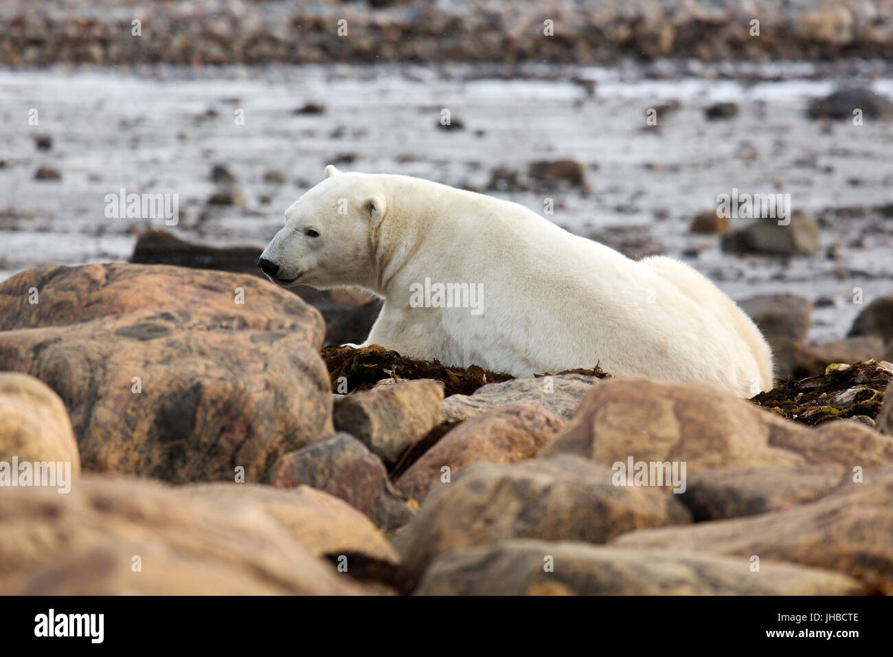 Polar bear (Ursus maritimus) on kelp near the shore of the Hudson Bay in Manitoba, Canada. Stock Photo
