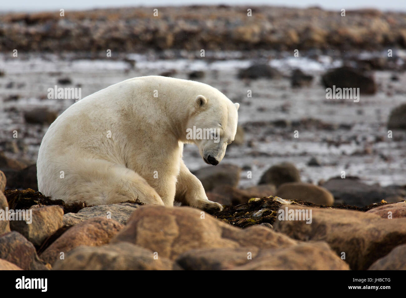 Polar bear (Ursus maritimus) on kelp near the shore of the Hudson Bay in Manitoba, Canada. Stock Photo