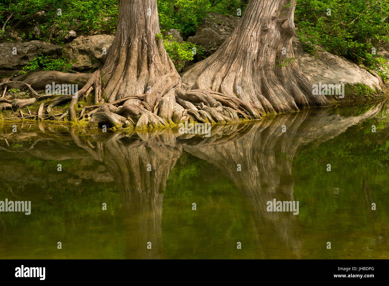 Cypress trees reflect in a creek at Mckinney State Park in Texas. USA. Spring Stock Photo