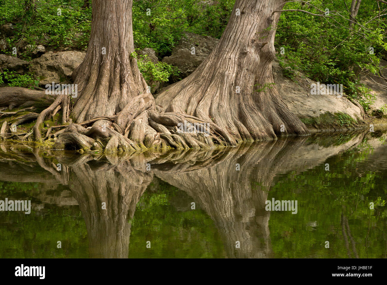 Cypress trees reflect in a creek at Mckinney State Park in Texas. USA. Spring Stock Photo