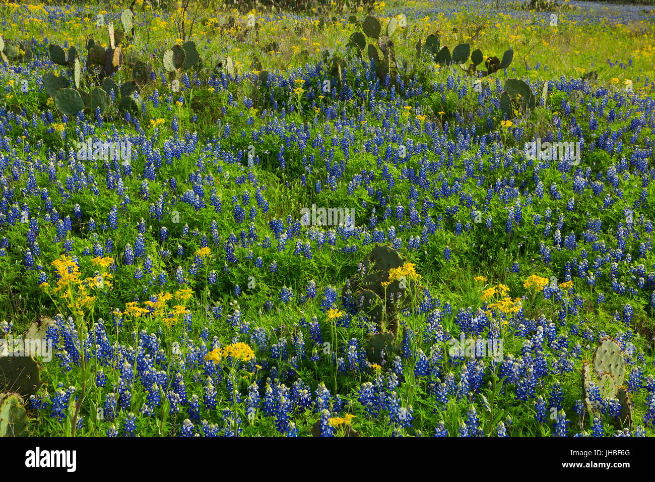 meadow; flower; flowers; wildflowers; wildflower; blooming; blossom; blossoming; blossoms; red; morning; sunrise; Texas; TX; Texas Bluebonnets; bluebo Stock Photo