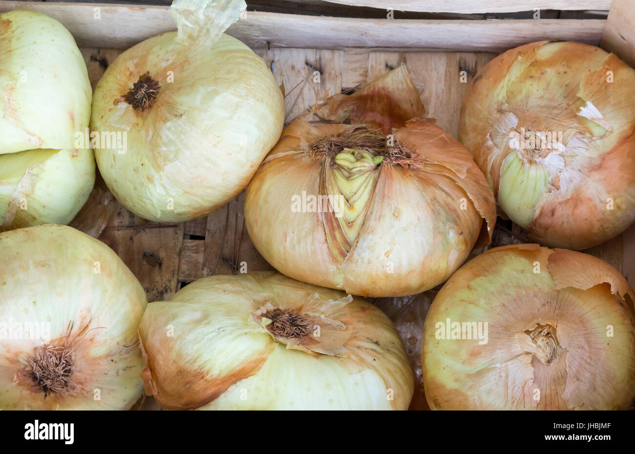 Lot onions in kitchen hi-res stock photography and images - Alamy