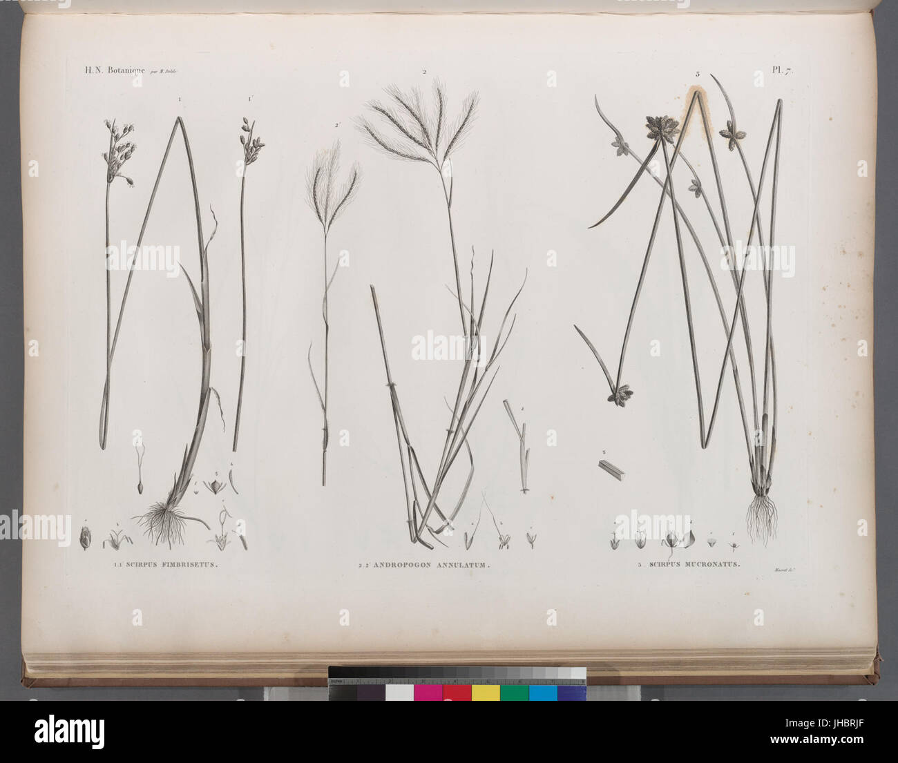 Botanique. 1.1'. Scirpus fimbrisetus; 2.2'. Andropogon annulatum; 3. Scirpus mucronatus (NYPL b14212718-1268639) Stock Photo