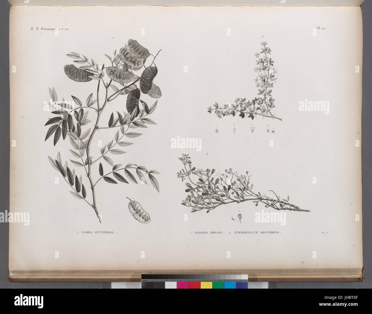 Botanique. 1. Cassia acutifolia; 2. Fagonia mollis; 3. Zygophyllum decumbens (NYPL b14212718-1268659) Stock Photo