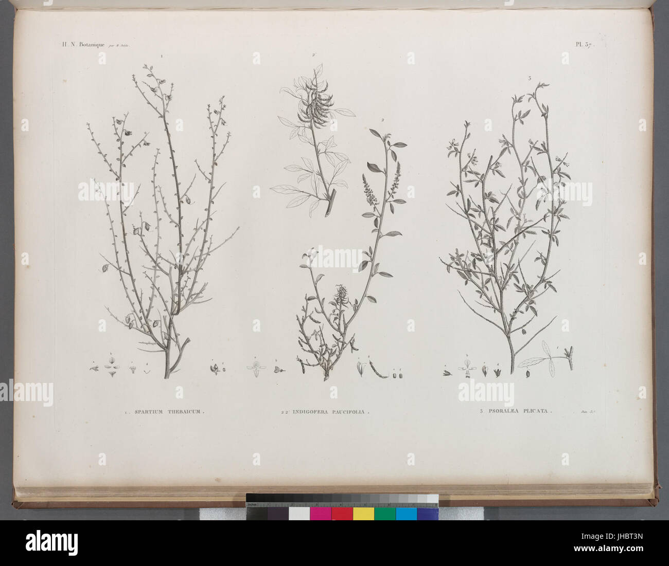 Botanique. 1. Spartium thebaicum; 2.2'. Indigofera paucifolia; 3. Psoralea plicata (NYPL b14212718-1268669) Stock Photo