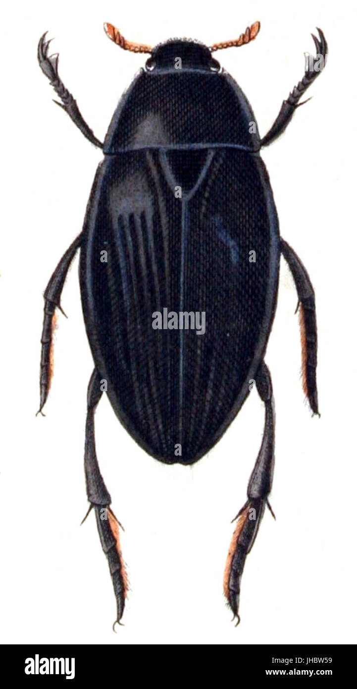Hydrophilus.piceus.-.calwer.08.30 Stock Photo