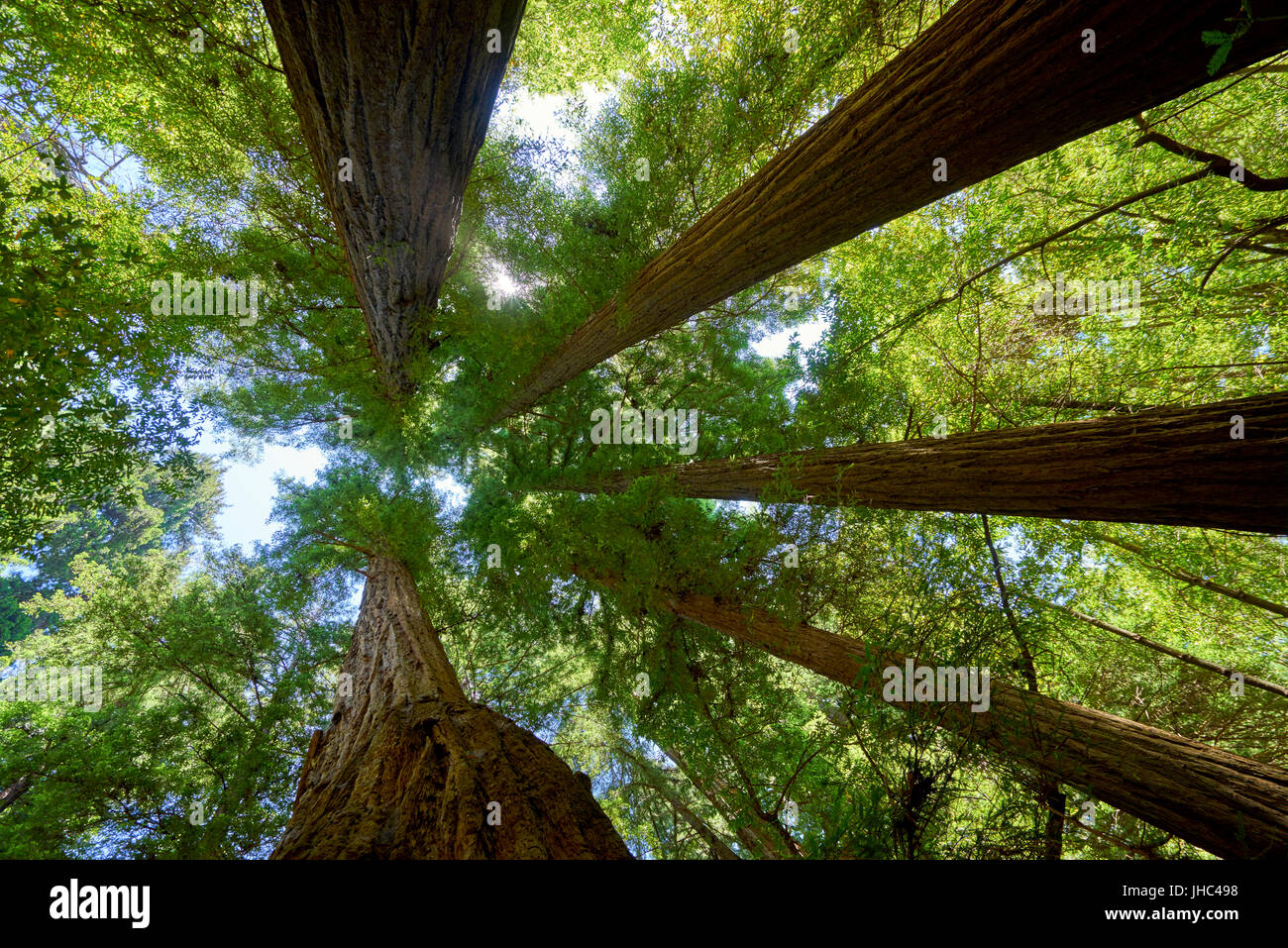 five giant redwood trees converging against a blue summer sky Stock Photo
