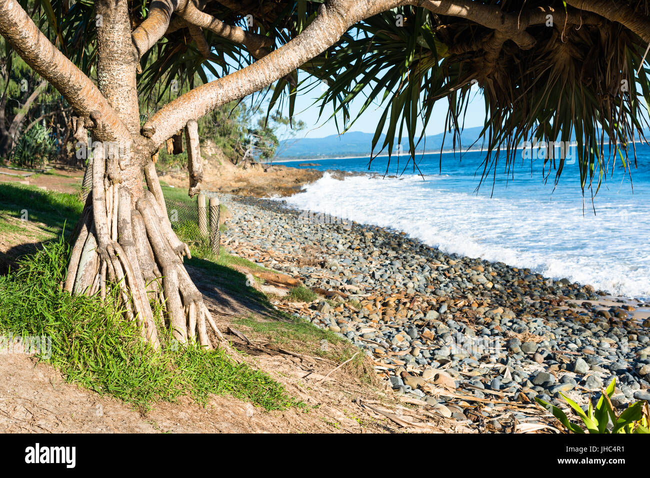 Screw Pine, Pandanus tectorius, on Little Wategos Beach, Byron bay, New South Wales, Australia Stock Photo