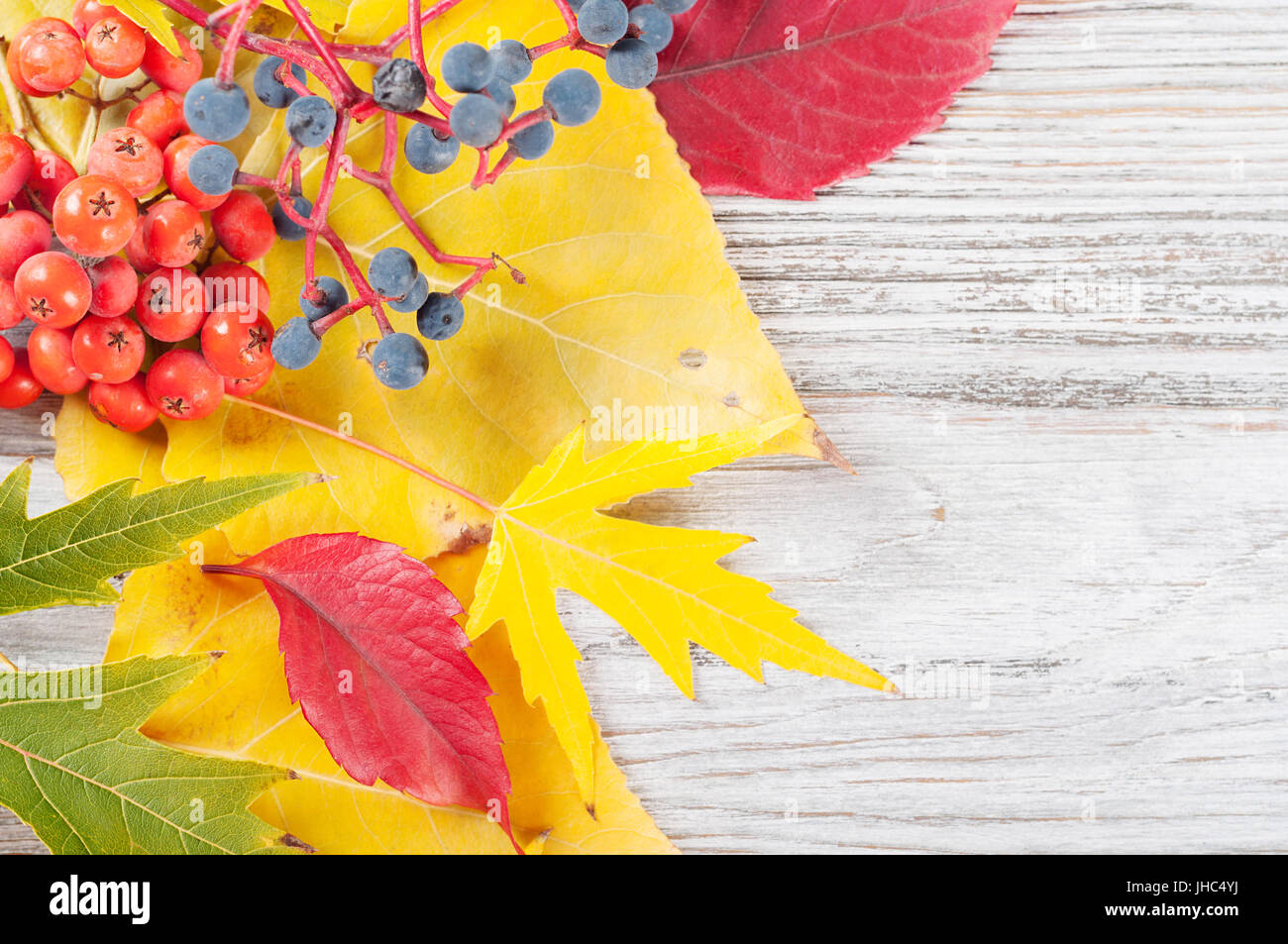 Autumn background with yellow and red leaves and rowan berries. Falling ...