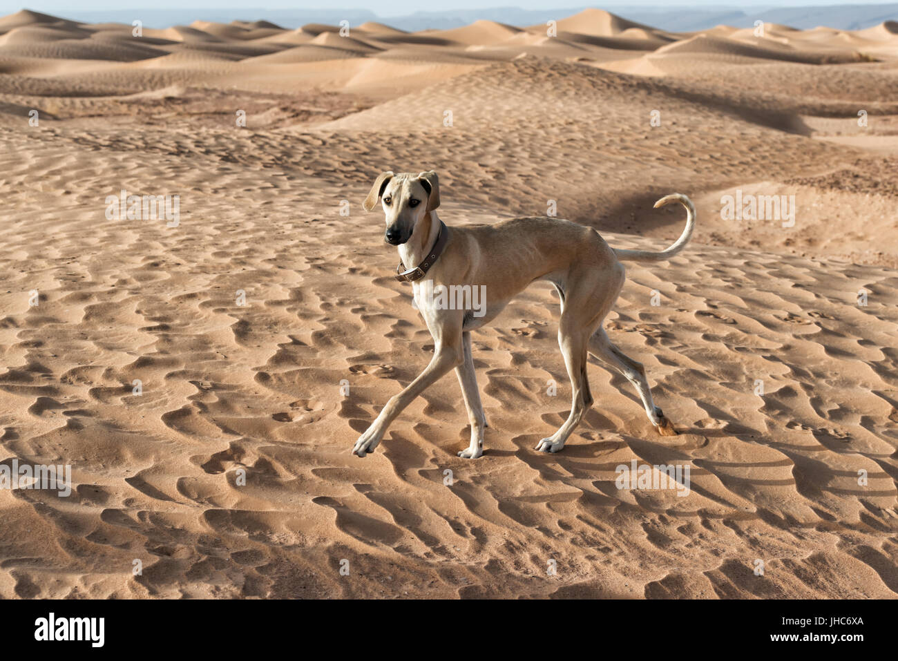 Sloughi greyhound in enjoys the sand dunes in Morocco. Stock Photo