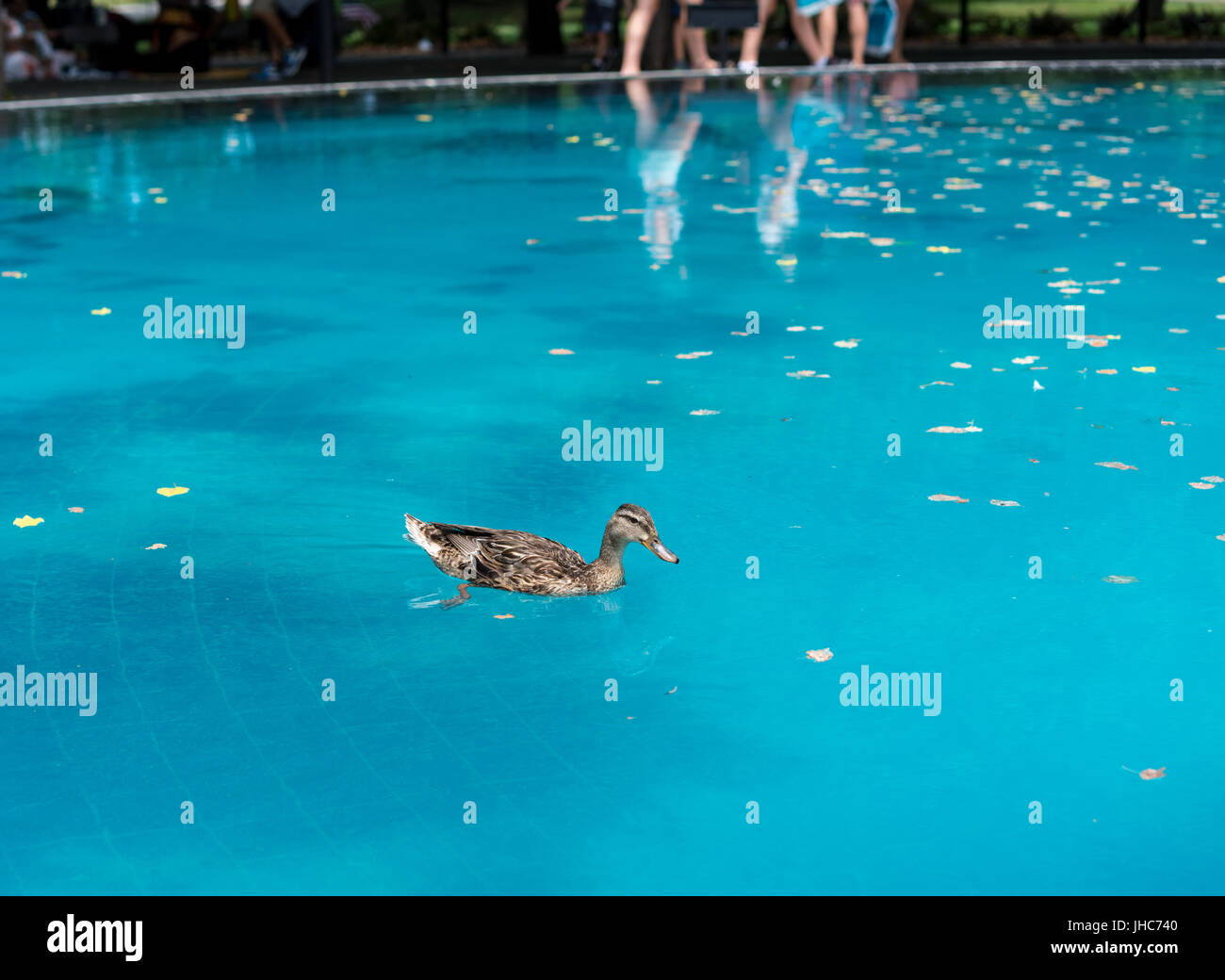 Duck swimming in reflecting pool at Korean war memorial Stock Photo