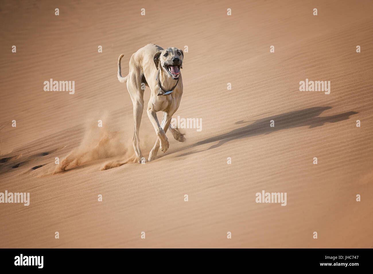 A Sloughi (Arabian greyhound) runs in the desert of Morocco. Stock Photo