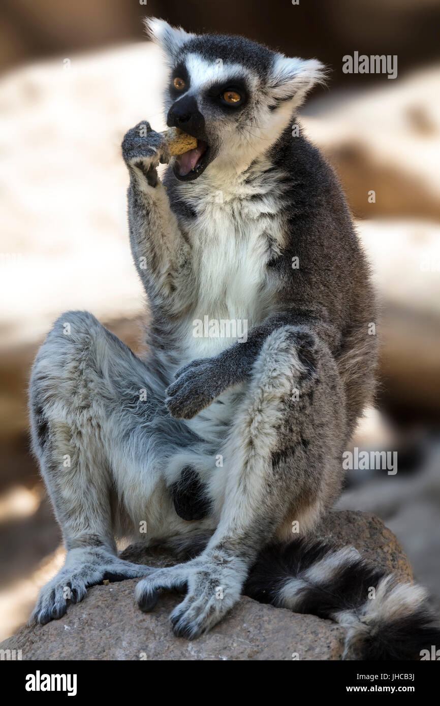 Ring Tailed Lemurs eating and grooming Stock Photo