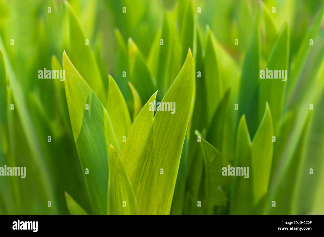 new green leaves in spring closeup Stock Photo