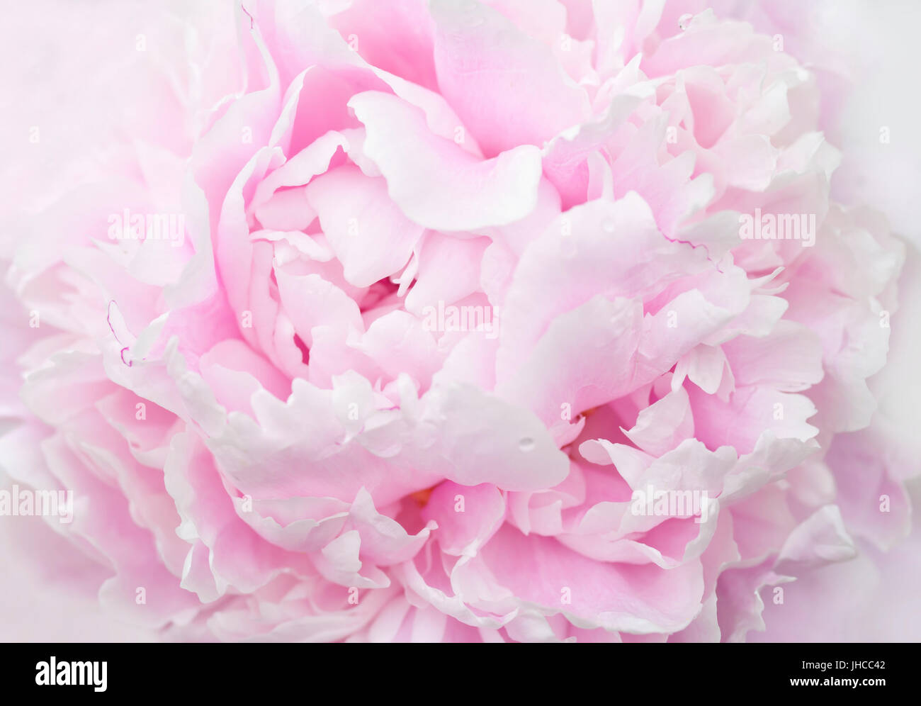 pastele pink peony petals macro Stock Photo