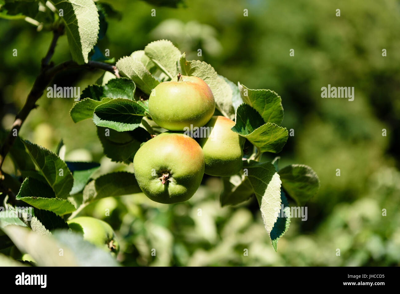 Bramley apples ireland hires stock photography and images Alamy