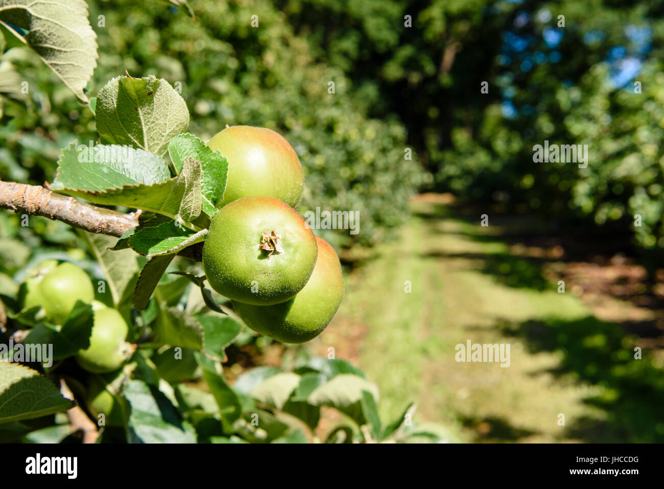 Northern ireland apple hires stock photography and images Alamy
