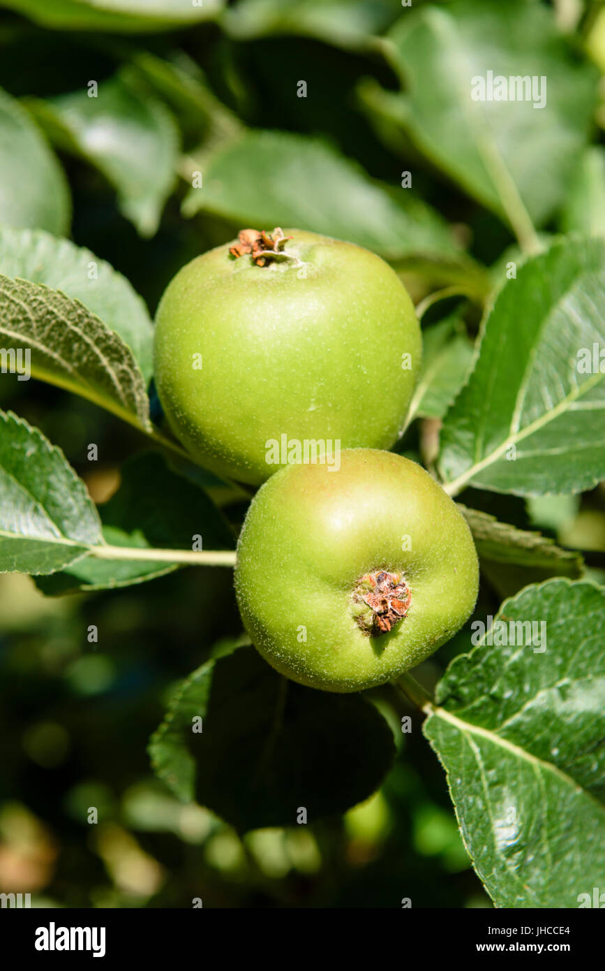 Growing bramley apples hires stock photography and images Alamy