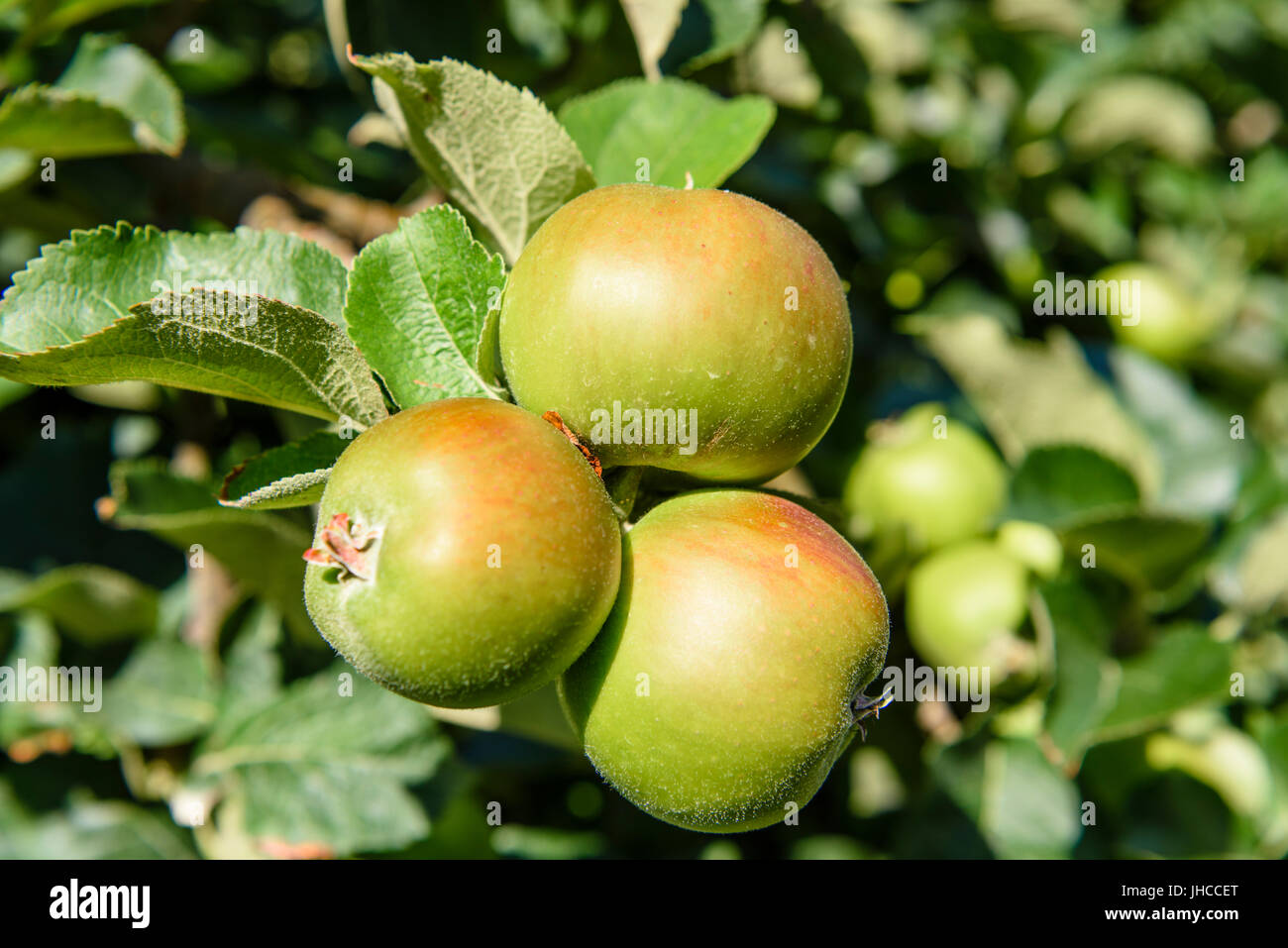 Bramley apple ripening on tree hires stock photography and images Alamy
