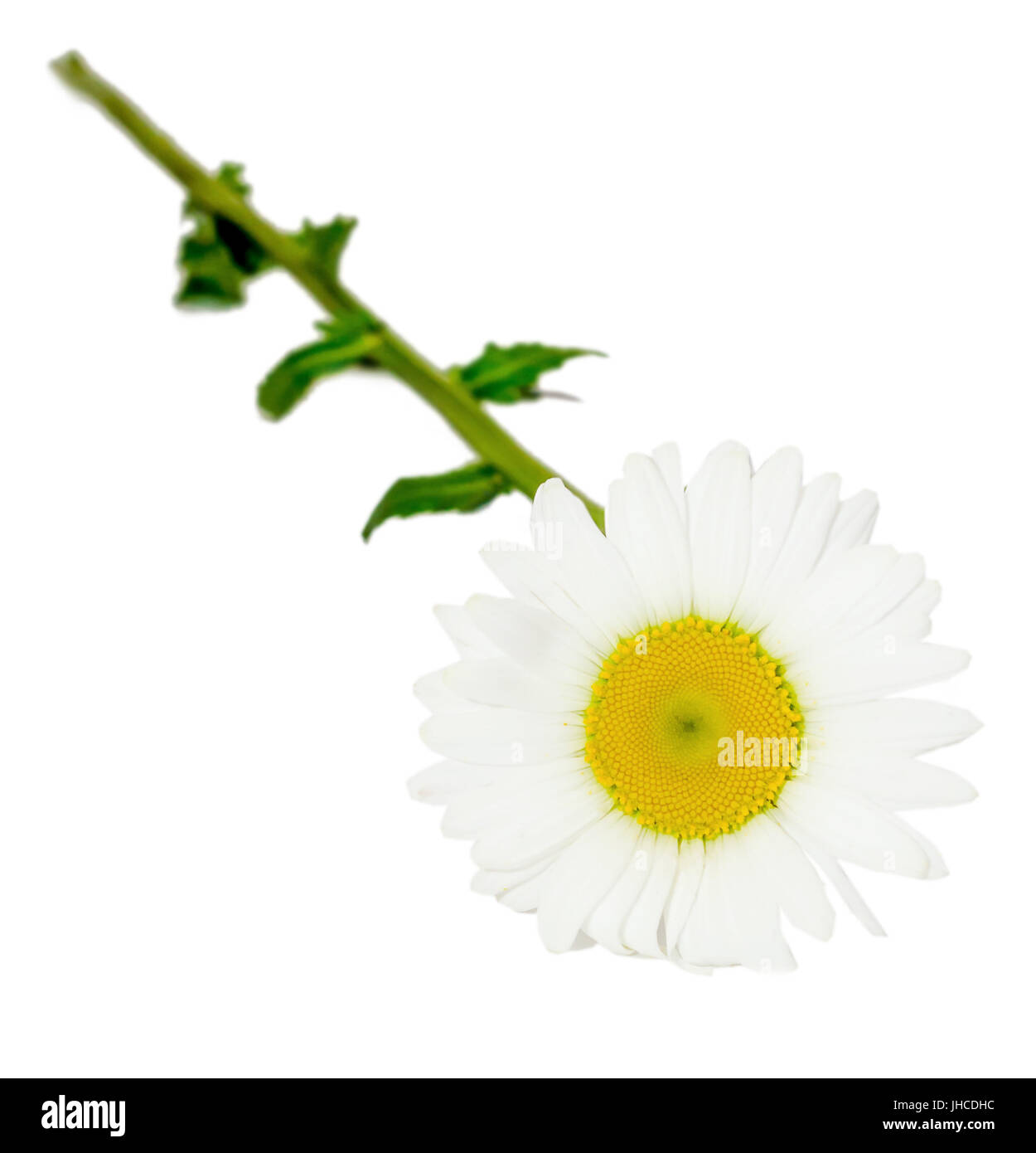 Leucanthemum vulgare, the ox-eye daisy or oxeye daisy (syn. Chrysanthemum leucanthemum), close up, isolated Stock Photo