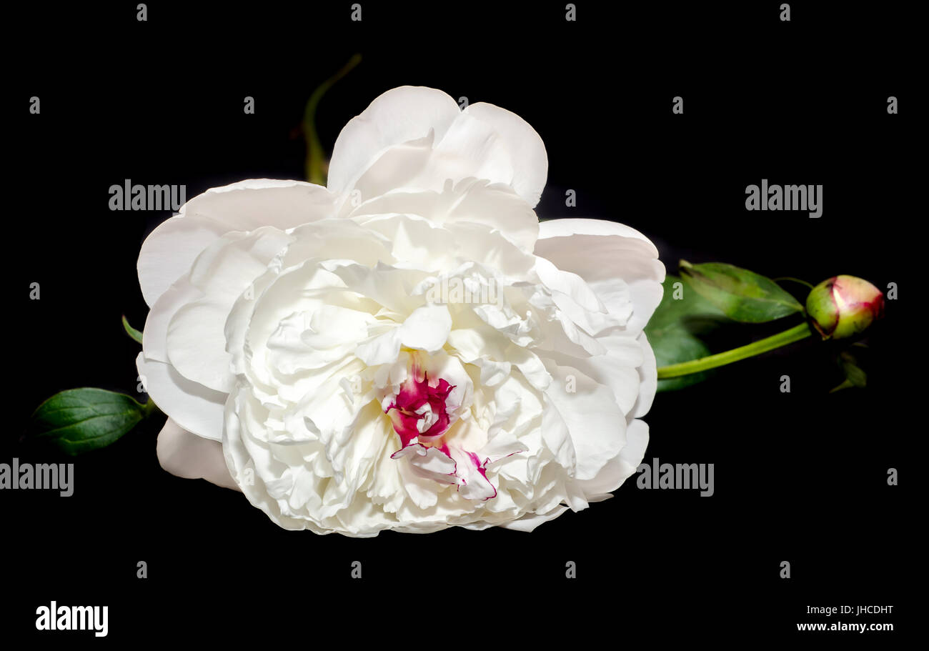 White Paeonia peregrina isolated, black background, close up Stock Photo