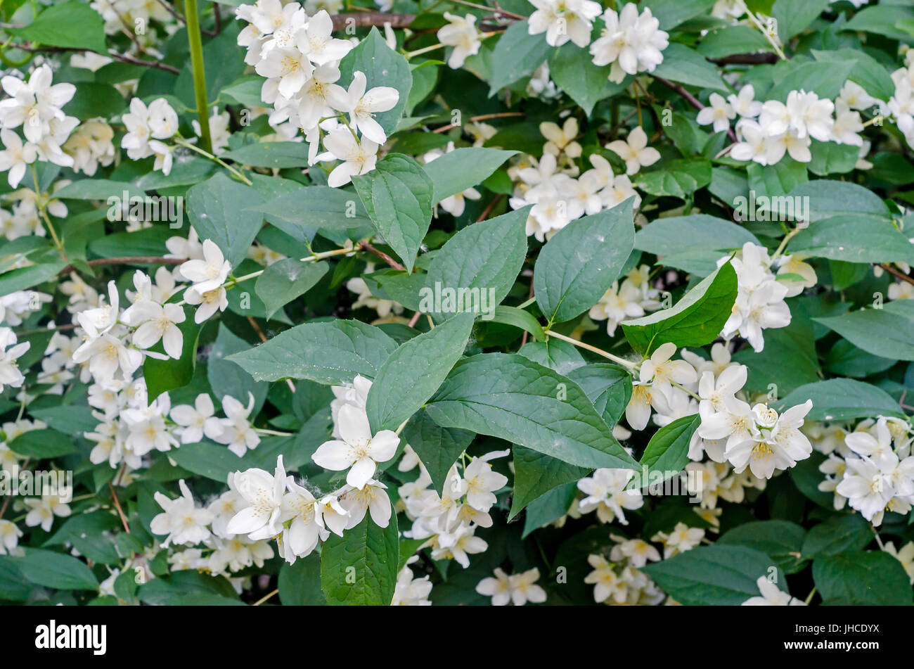 Jasminum grandiflorum, also known variously as the Spanish jasmine, Royal jasmine, Catalonian