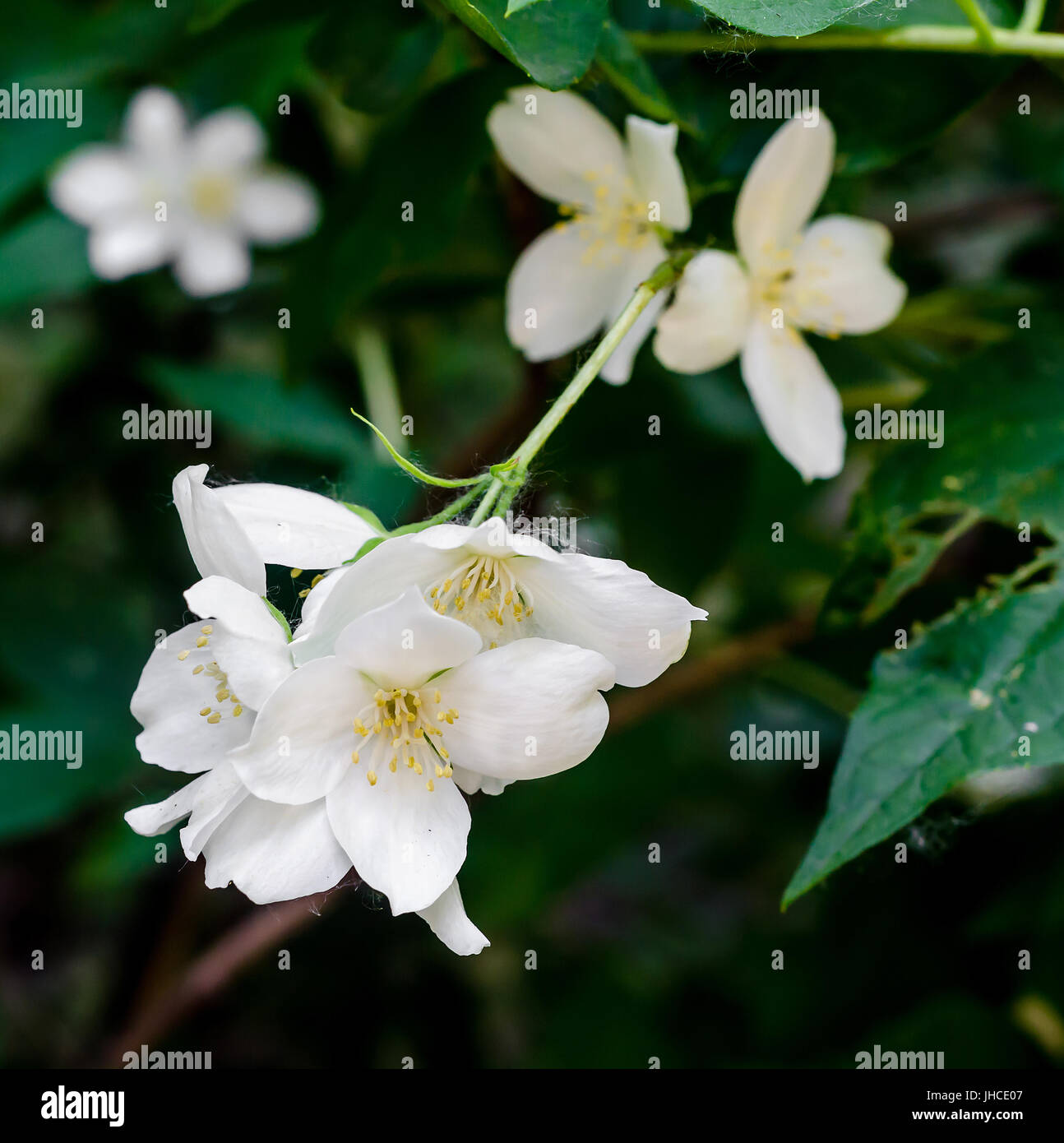 Jasminum grandiflorum, also known variously as the Spanish jasmine