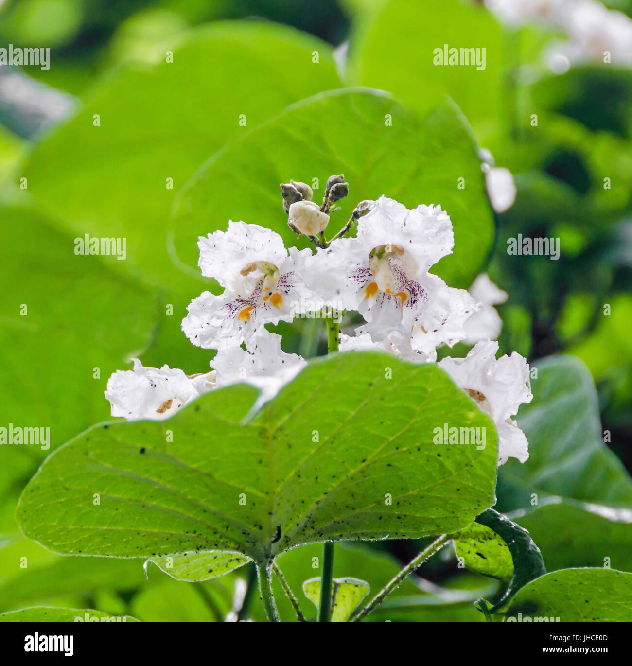 Flowers of Catalpa bignonioides. Common names include southern catalpa, cigar tree, and Indian