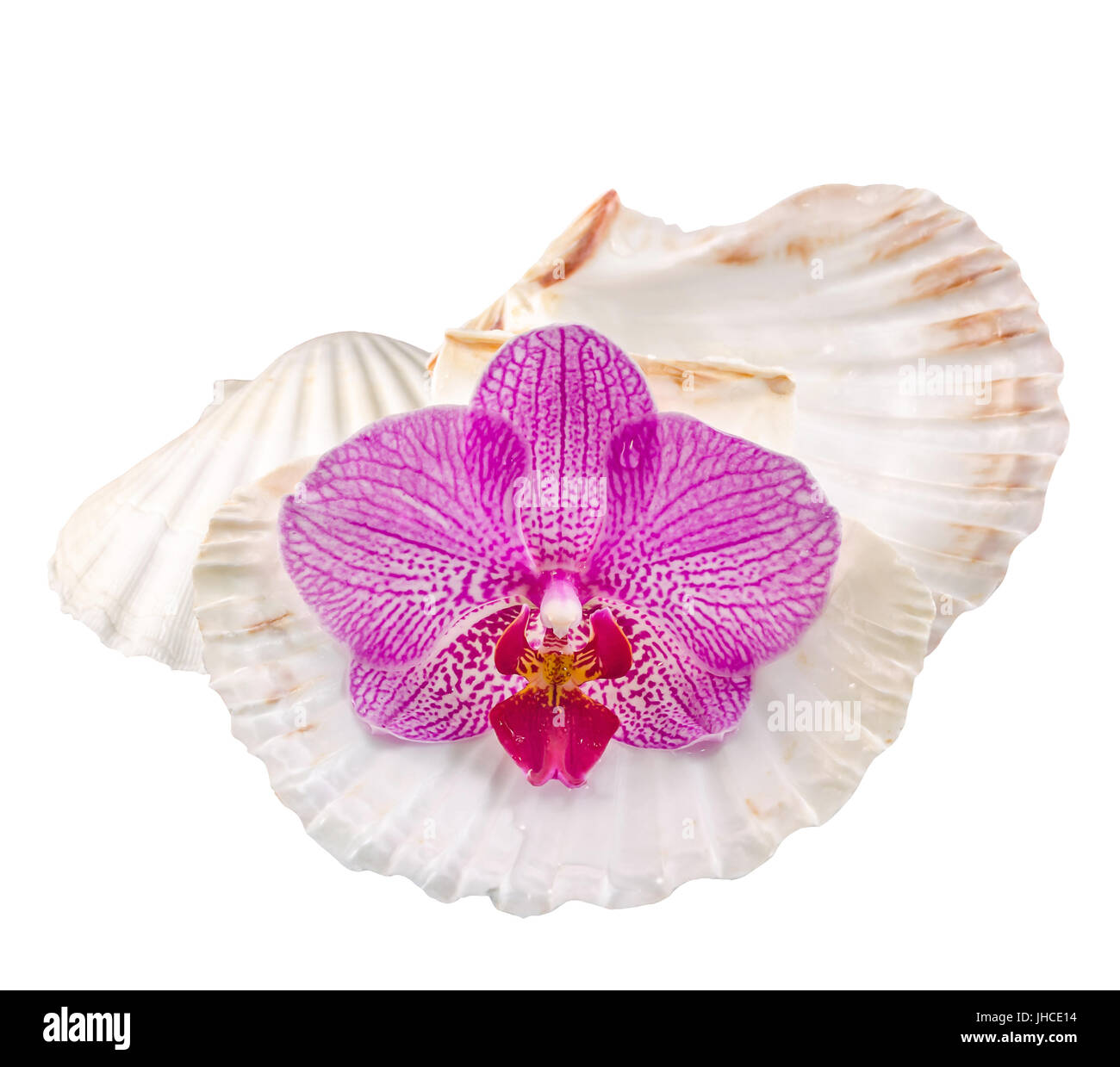 Oceanic flora Cut Out Stock Images & Pictures - Alamy