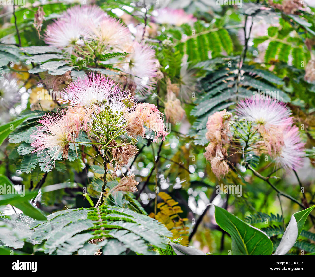 Albizia julibrissin tree flower, Persian silk tree, pink silk tree, close up Stock Photo