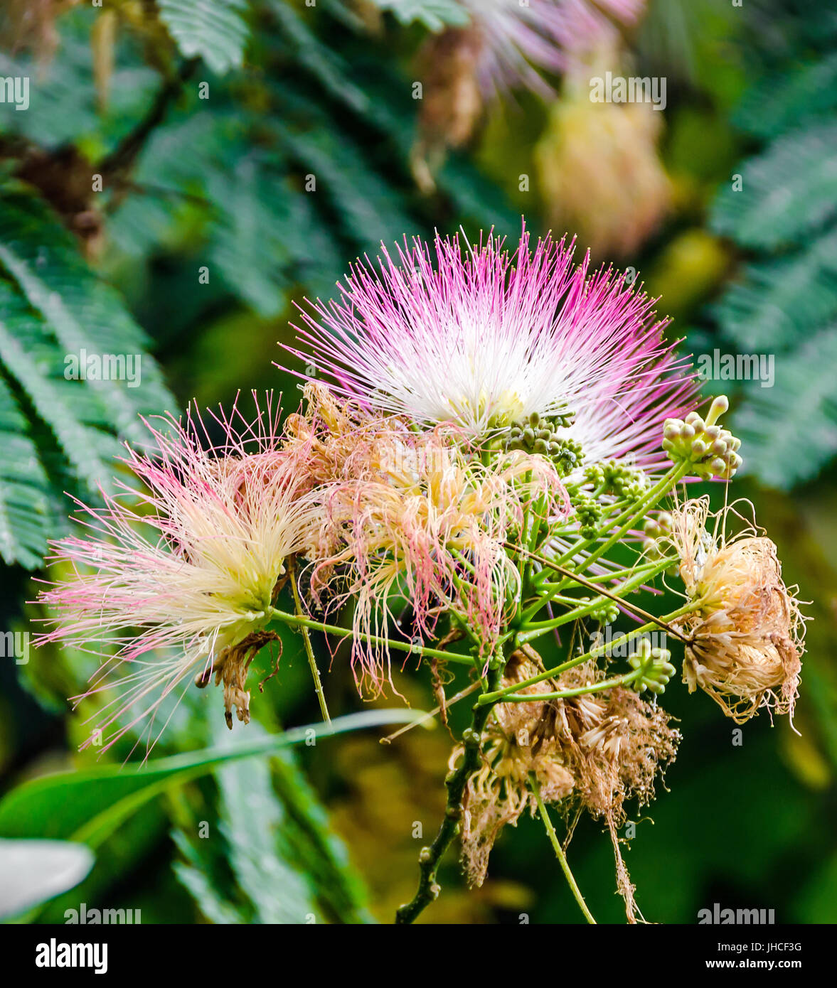 Albizia julibrissin tree flower, Persian silk tree, pink silk tree, close up Stock Photo