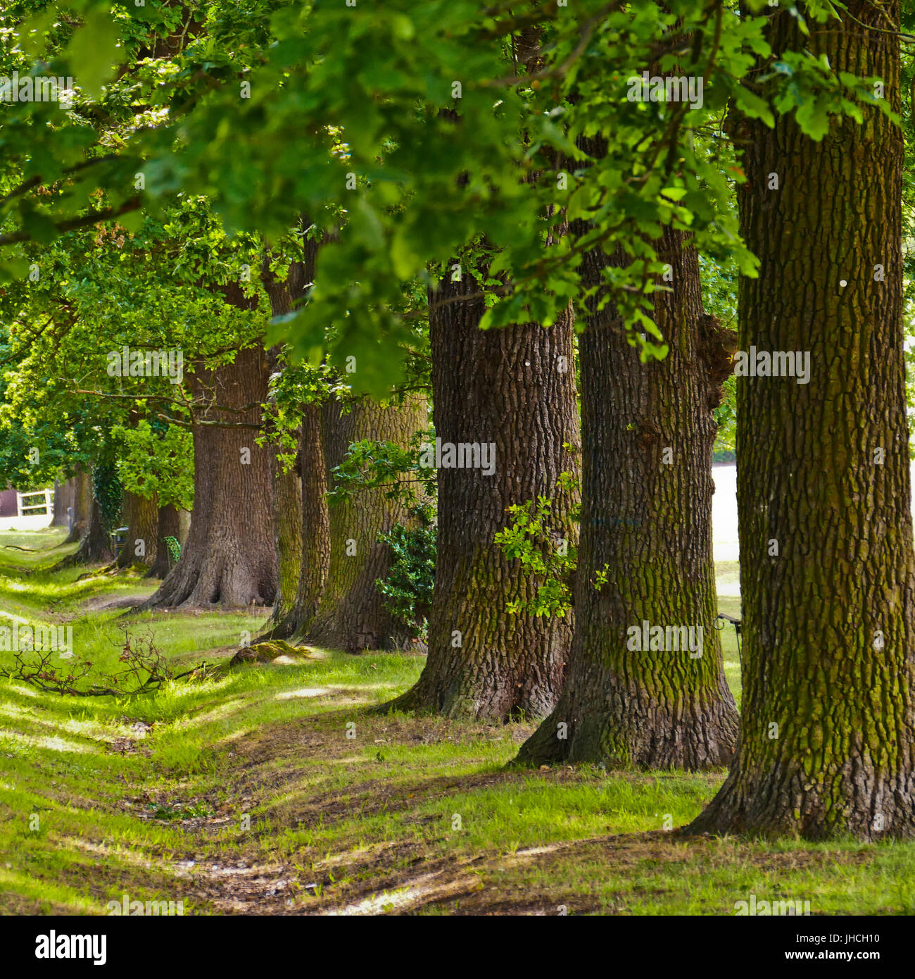 Part of the evenue of Oak trees that are on Theydon Green in the village of Theydon Bois, Essex Stock Photo