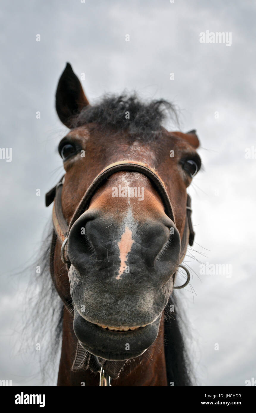 Horse head close up Stock Photo Alamy