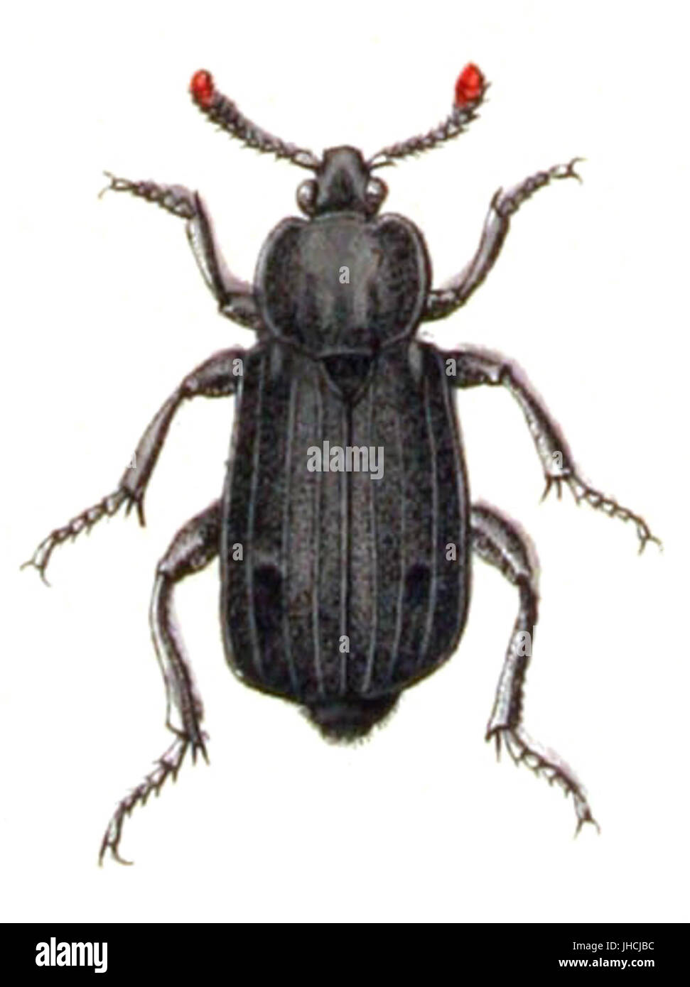 Necrodes.littoralis.female.-.calwer.09.15 Stock Photo
