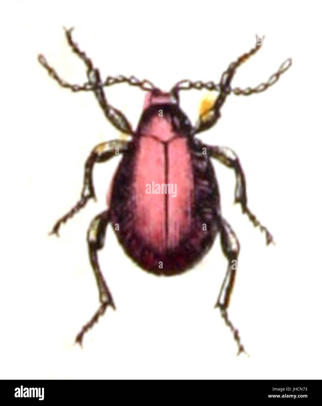 Gibbium.psylloides.-.calwer.28.22 Stock Photo